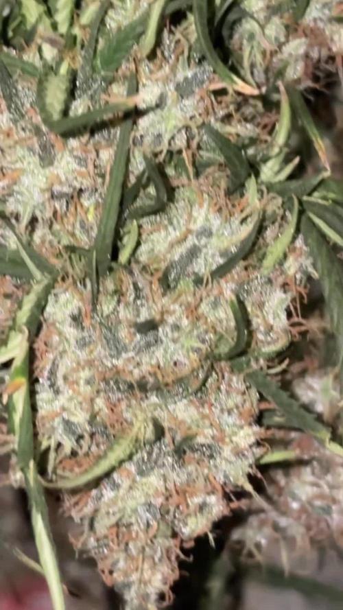 Lemon AK (fastbuds)
