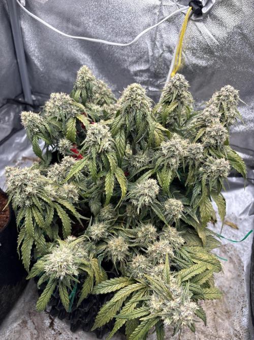 Gorilla zkittlez🦍🍬. Week 8