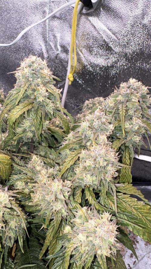 Gorilla zkittlez🦍🍬. Week 8