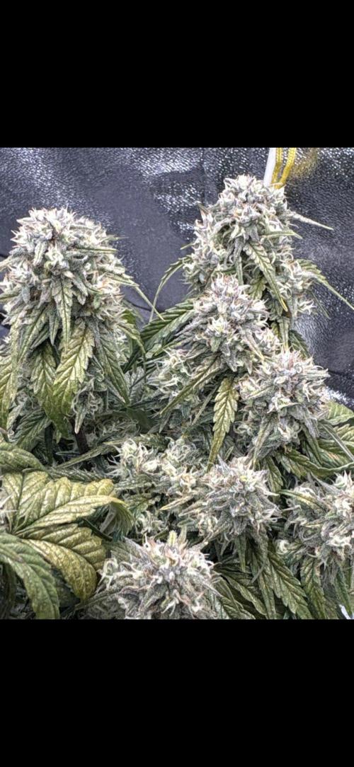 Gorilla zkittlez🦍🍬. Week 8