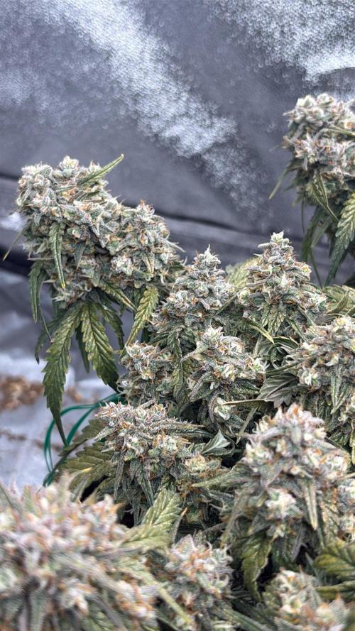 Gorilla zkittlez🦍🍬. Week 9