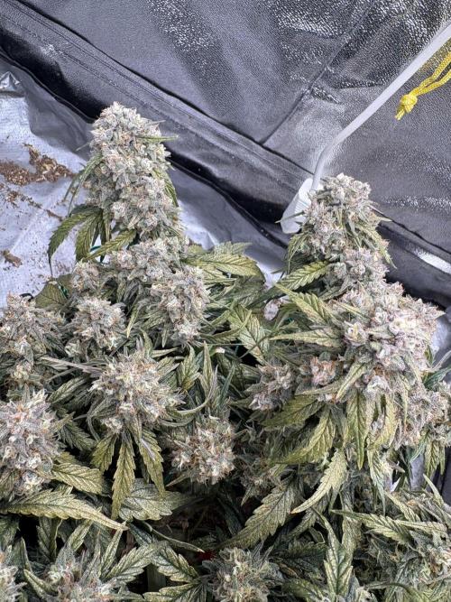 Gorilla zkittlez🦍🍬. Week 9