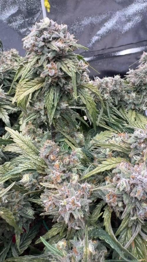 Gorilla zkittlez🦍🍬