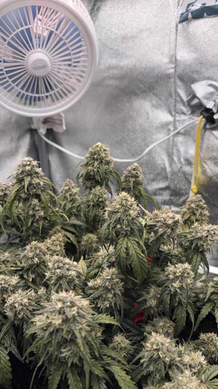Gorilla zkittlez🦍🍬. Week 10