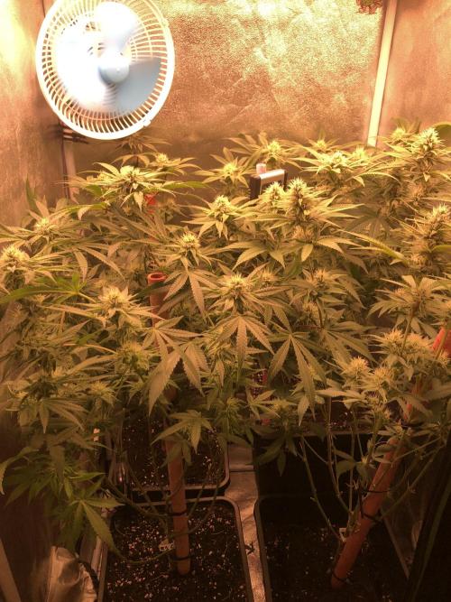 El futuro pasado. Week 4