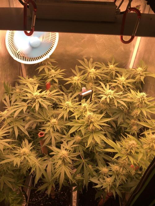 El futuro pasado. Week 4