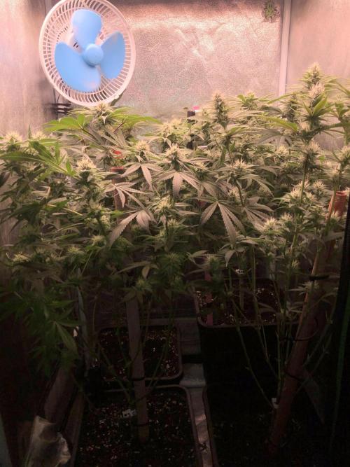 El futuro pasado. Week 4