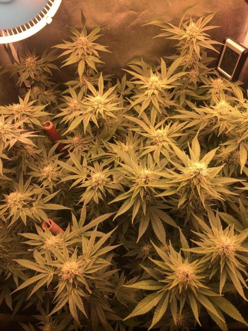 El futuro pasado. Week 5