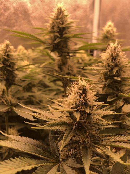 El futuro pasado. Week 5