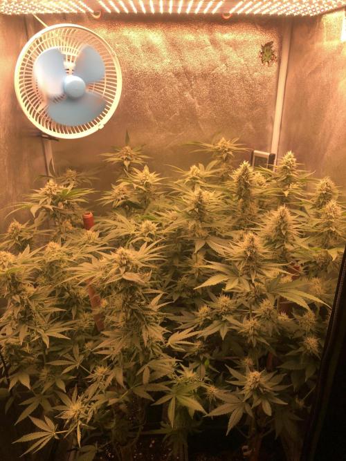 El futuro pasado. Week 5