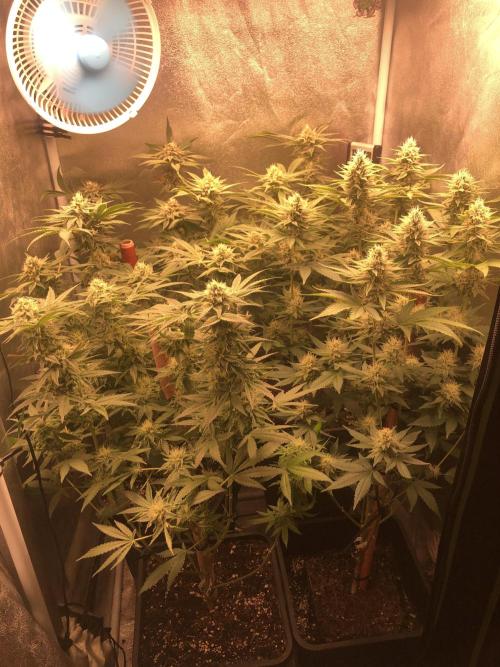 El futuro pasado. Week 5