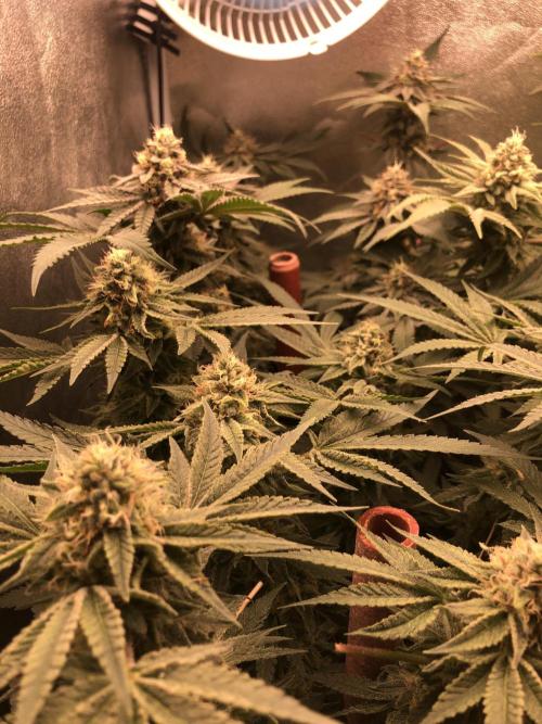 El futuro pasado. Week 6