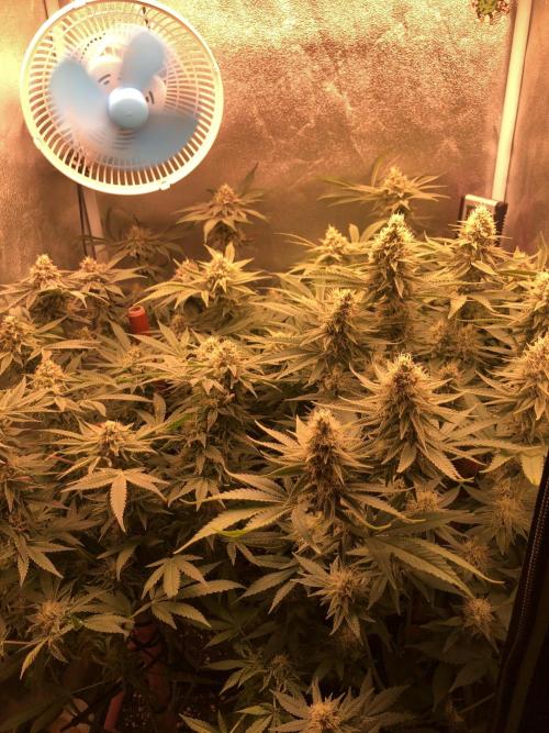 El futuro pasado. Week 6