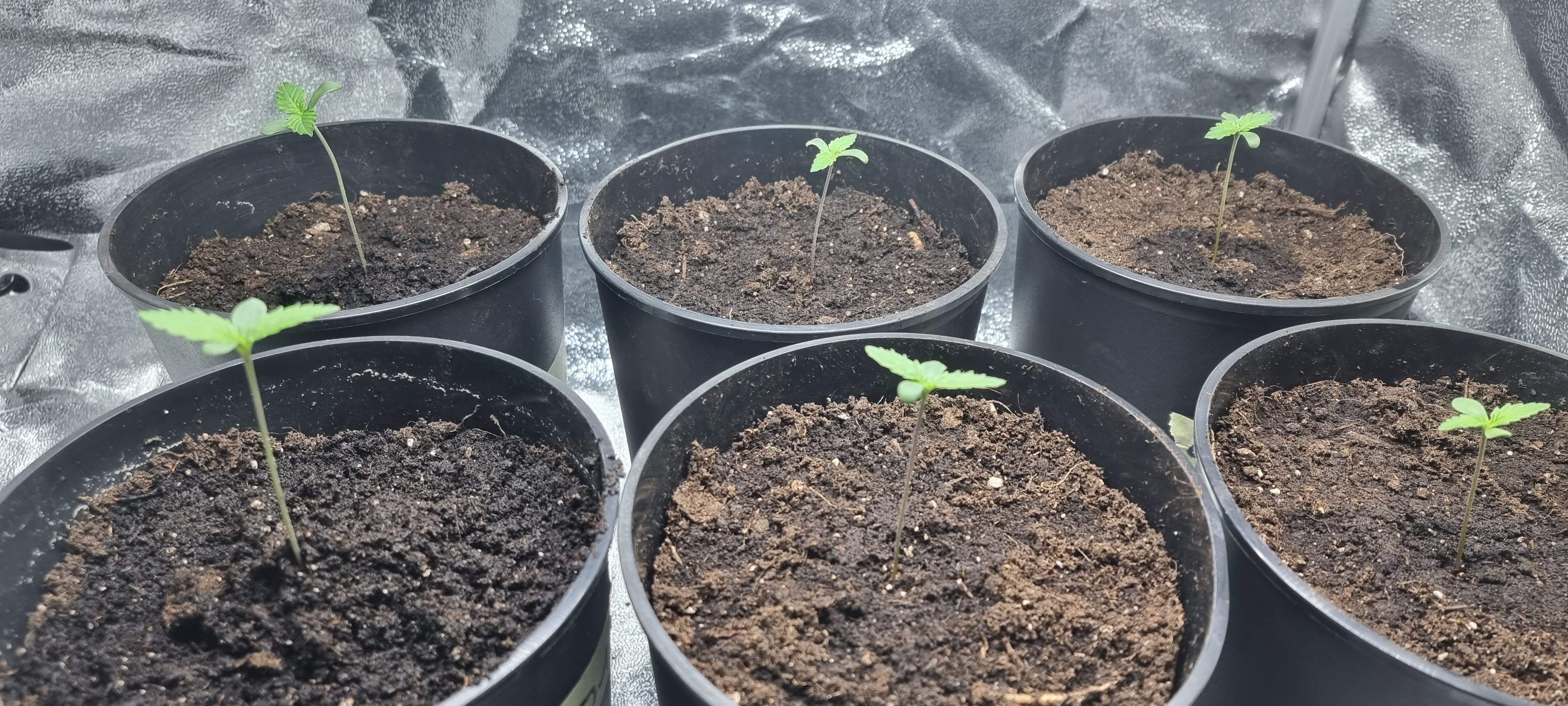 Barney's Farm Tangerine Dream grow diary (journal) week1 by d00bie