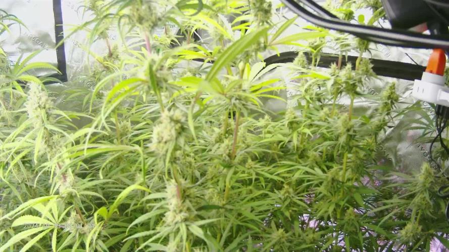 Royal Gorilla - RQS - rDWC