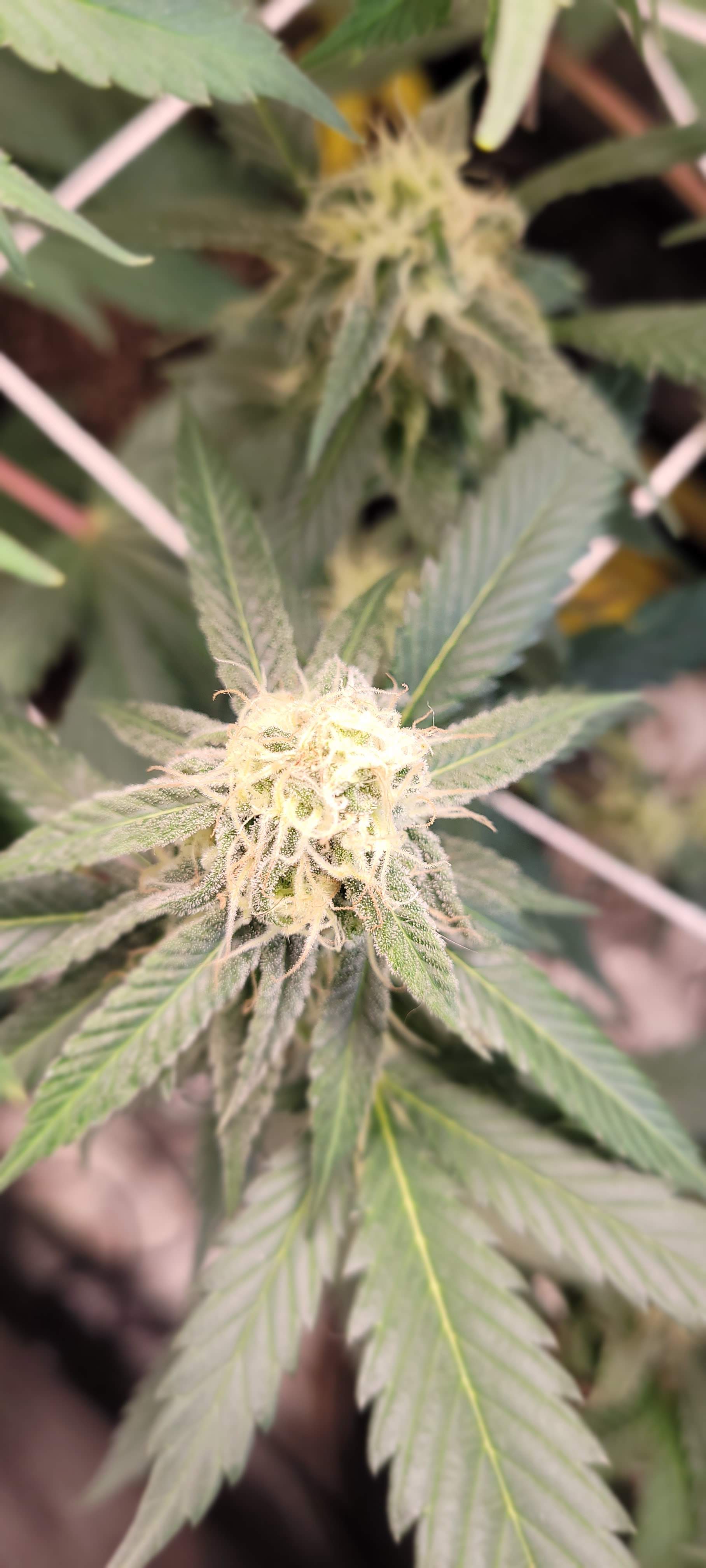 Peanut butter breaththug pug grow diary (journal) week5 by