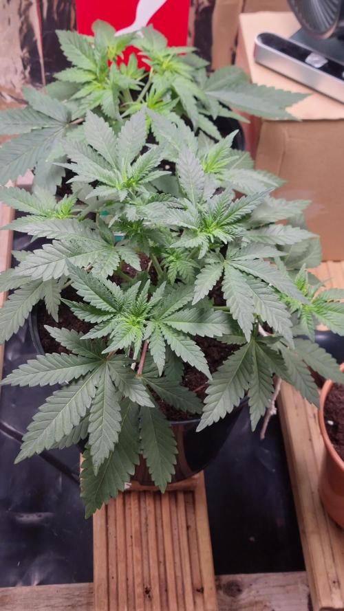 Watermelon Zkittlez🍉