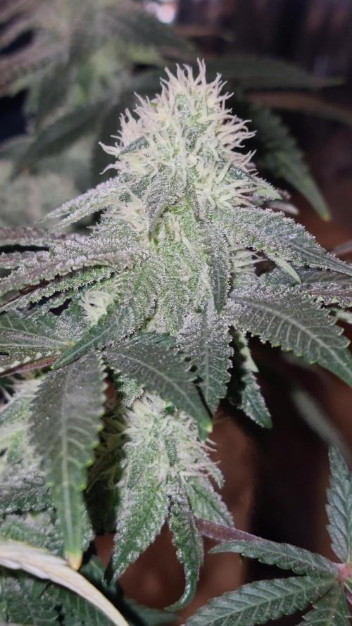 Watermelon Zkittlez🍉