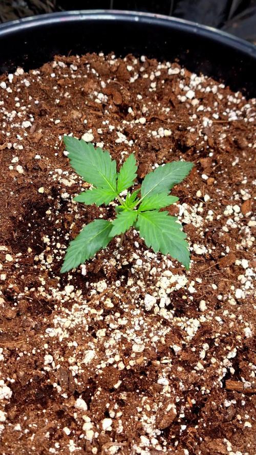 Blackberry Auto