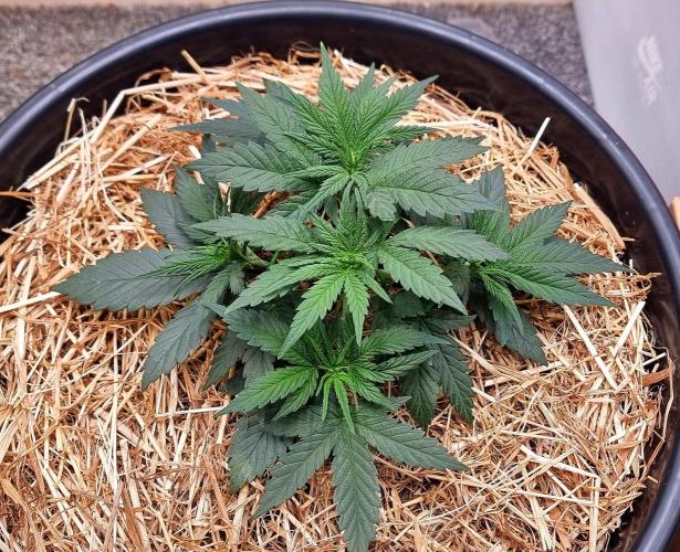 Cherry Zoap. Week 4 - Day 25