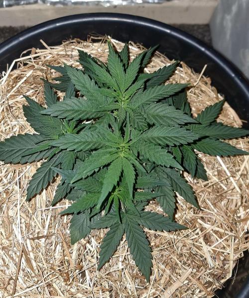 Cherry Zoap. Week 4 - Day 26