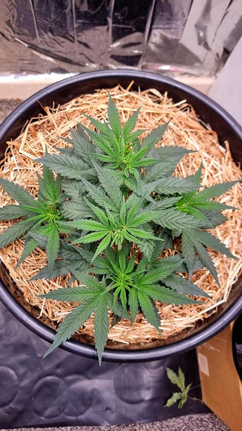 Cherry Zoap. Week 5 - Day 28, she's a slow one or im just far too used to Fast Buds that rip through v