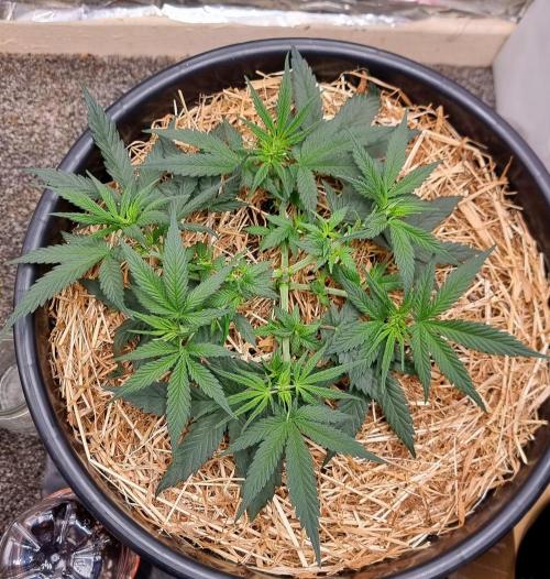 Cherry Zoap. Week 5 - Tied down and made some space. There is progress. 