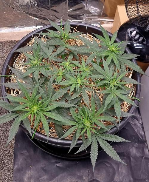 Cherry Zoap. Week 6 - Day 43, final tie down. Let her do her thing now👌🏻