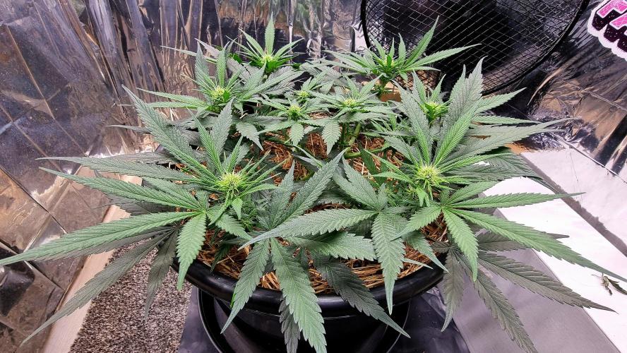 Cherry Zoap. Week 7 - Day 16 of flower.