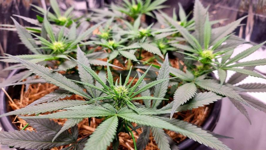 Cherry Zoap. Week 7 - Day 16 of flower. 