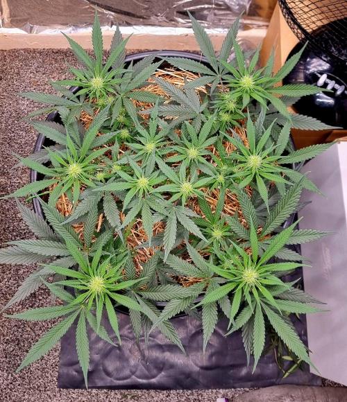 Cherry Zoap. Week 7 - Day 19 of flower. 