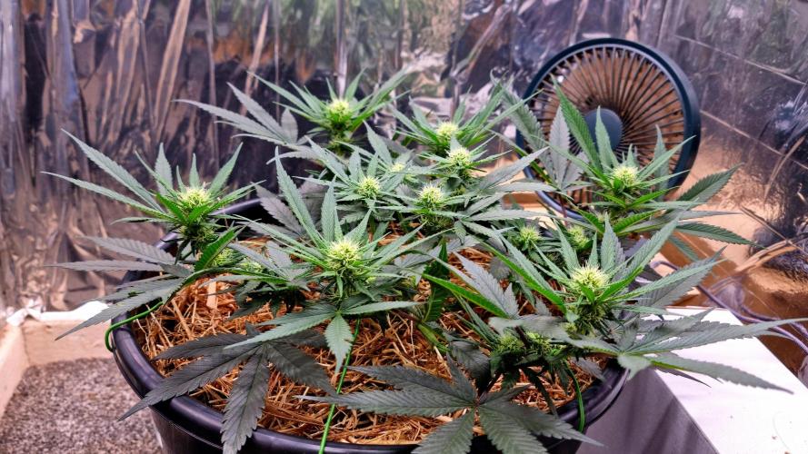 Cherry Zoap. Week 8 - Day 25 of flower