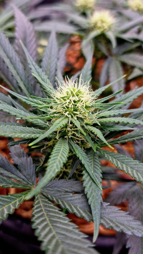 Cherry Zoap. Week 8 - Trichomes are starting to be produced.