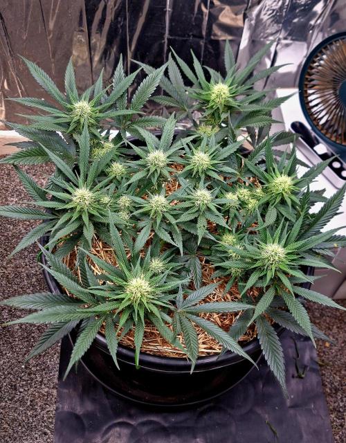 Cherry Zoap. Week 9 - Day 29 of flower.