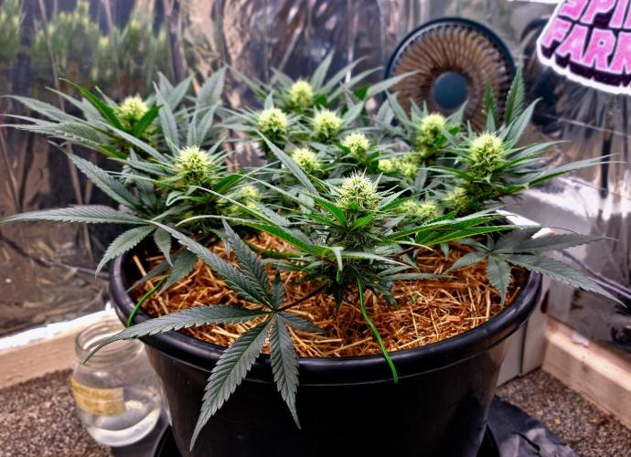 Cherry Zoap. Week 9 - Day 29 of flower.