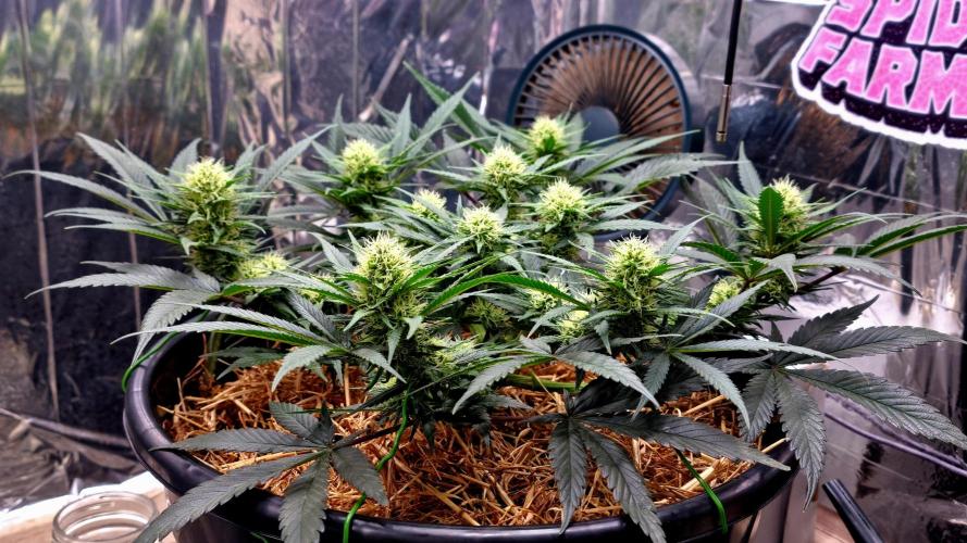 Cherry Zoap. Week 10 - Day 31 of flower.