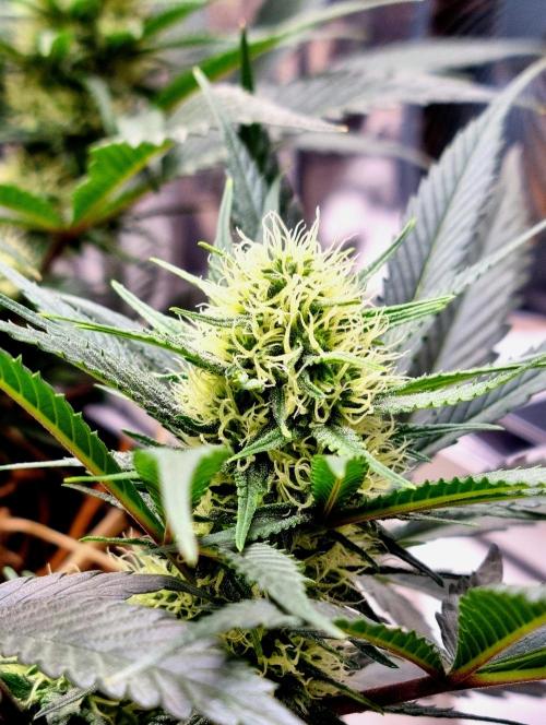 Cherry Zoap. Week 10 - Day 31 of flower.