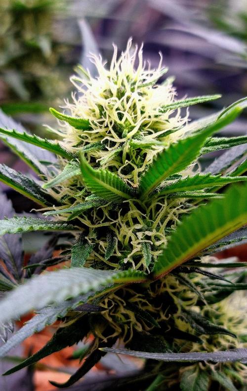 Cherry Zoap. Week 10 - Day 31 of flower.