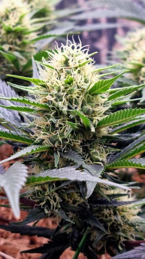 Cherry Zoap. Week 11 - If you look closely you can see enlarged calyx