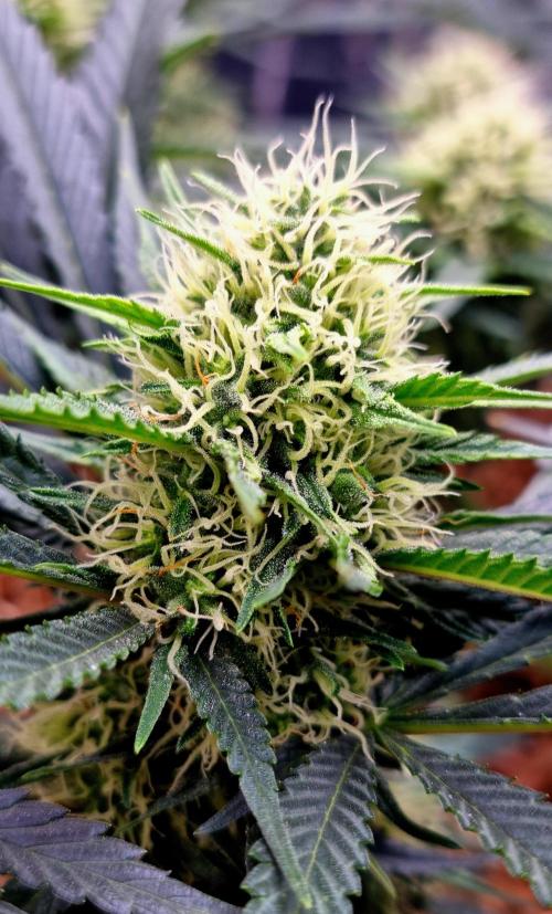 Cherry Zoap. Week 11