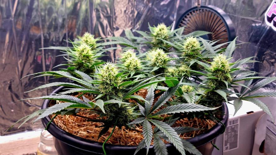 Cherry Zoap. Week 11