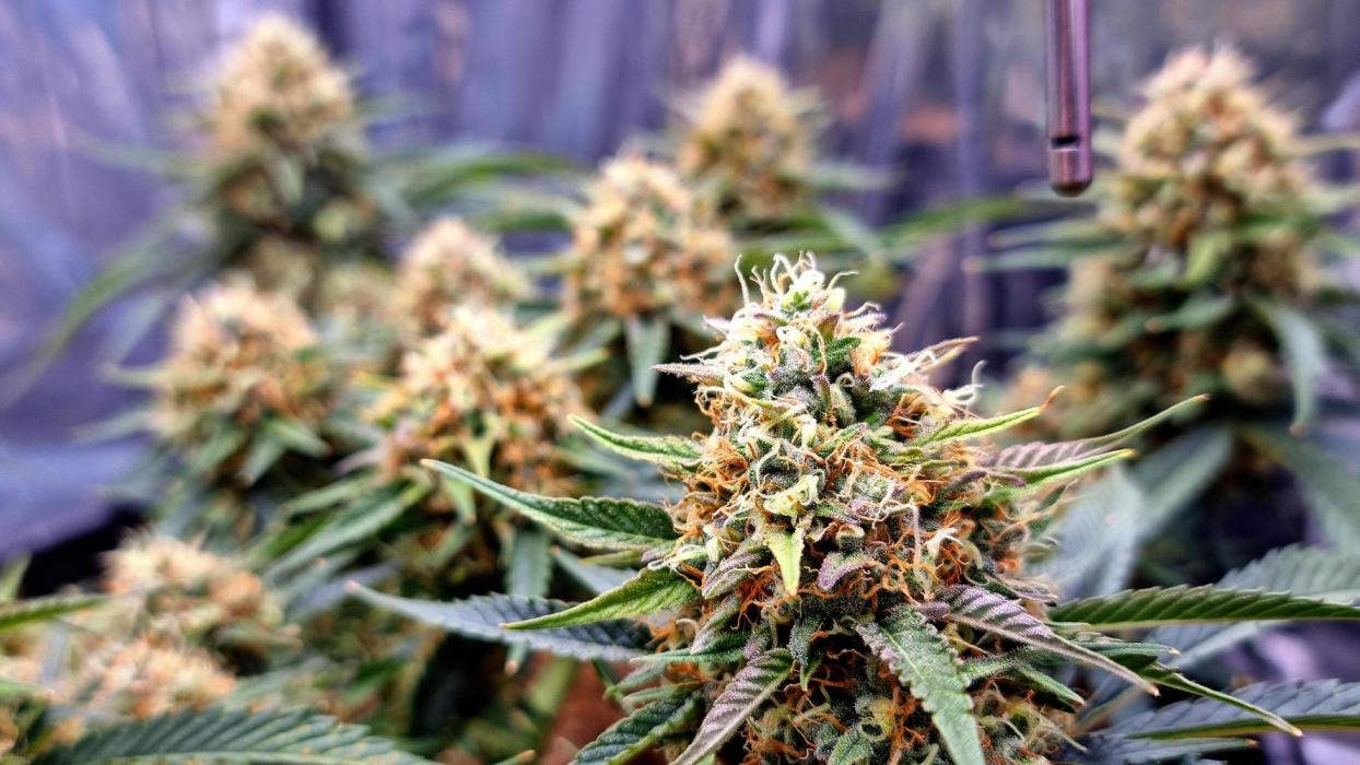 Cherry Zoap. Week 12