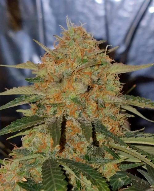 Cherry Zoap. Week 13