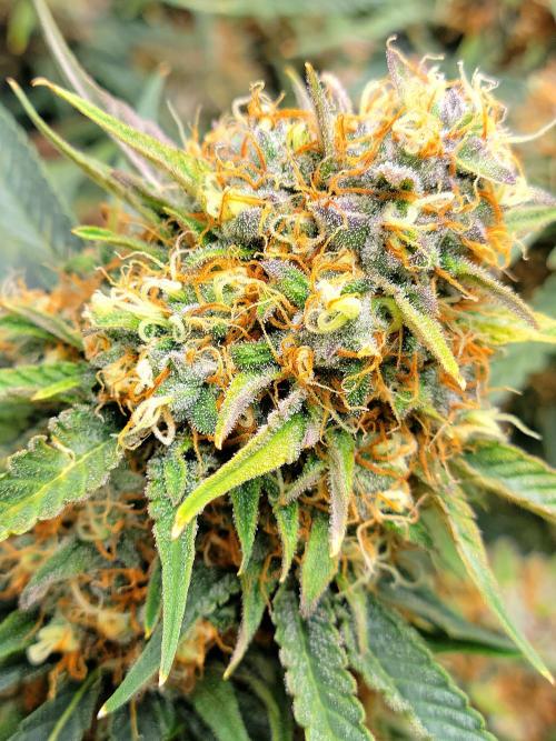 Cherry Zoap. Week 14