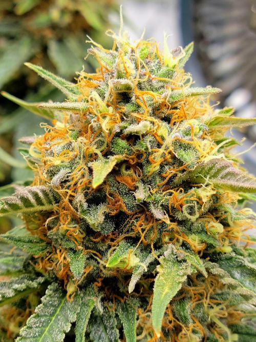 Cherry Zoap. Week 14