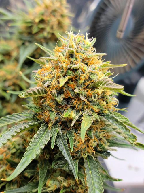 Cherry Zoap. Week 14