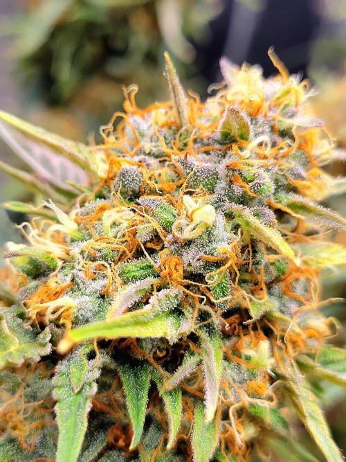 Cherry Zoap. Week 14