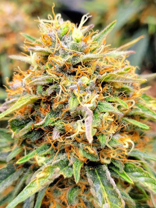 Cherry Zoap. Week 14