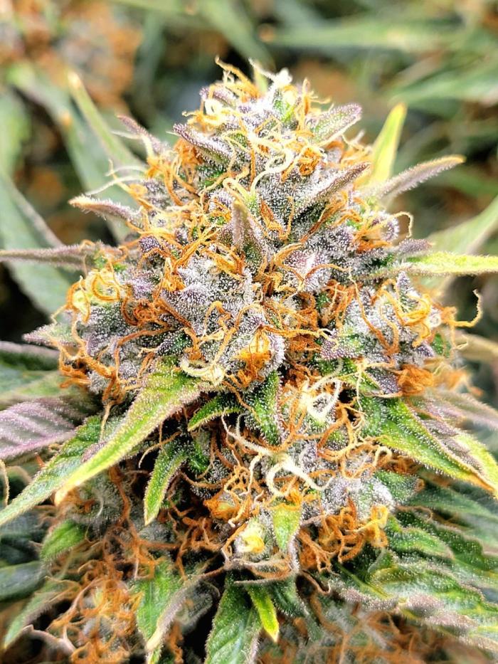 Cherry Zoap. Week 15 - Ok frost for a shitty herm.