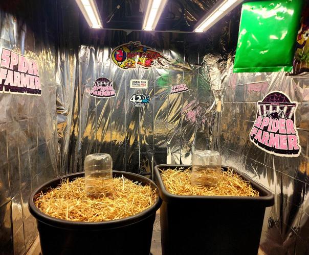 Cherry Cola RF3. Week 0